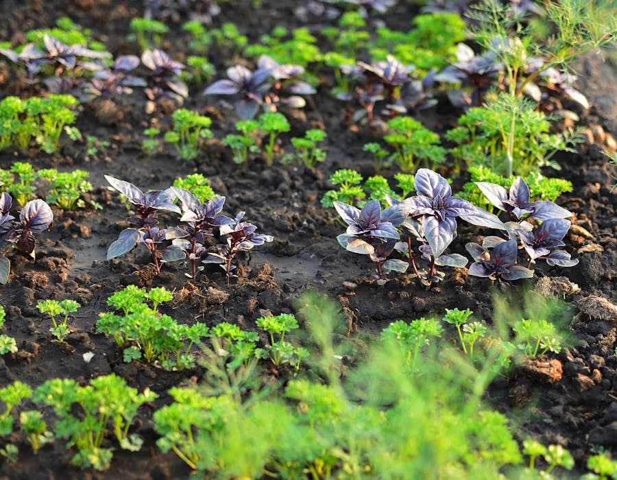 GMP certified herb garden at Thai Wisdom Center
